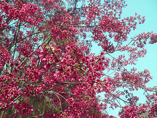 **森林公园**（个人主页-ZMzE1NzY1Mg==） - 风光摄影 - 站酷设计师3thslive原创素材 - 站酷ZCOOL