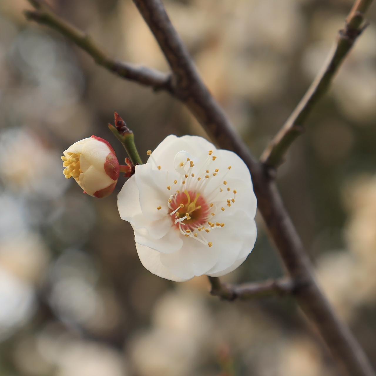 春天（圖ZMjAwMDY4OTI0） - 產(chǎn)品攝影 - 站酷設(shè)計(jì)師ring333原創(chuàng)素材 - 站酷ZCOOL