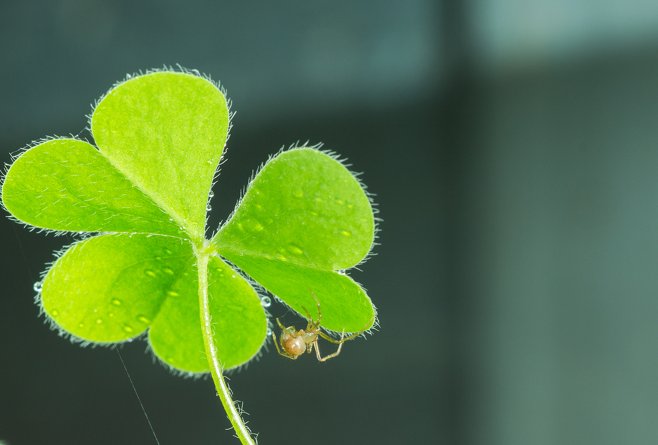 牙签大的小蜘蛛