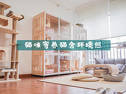 猫咪
