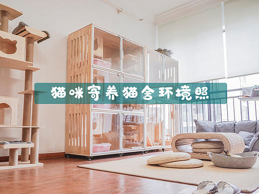 萌萌猫咪寄养猫舍~《引猫入室猫舍内景》