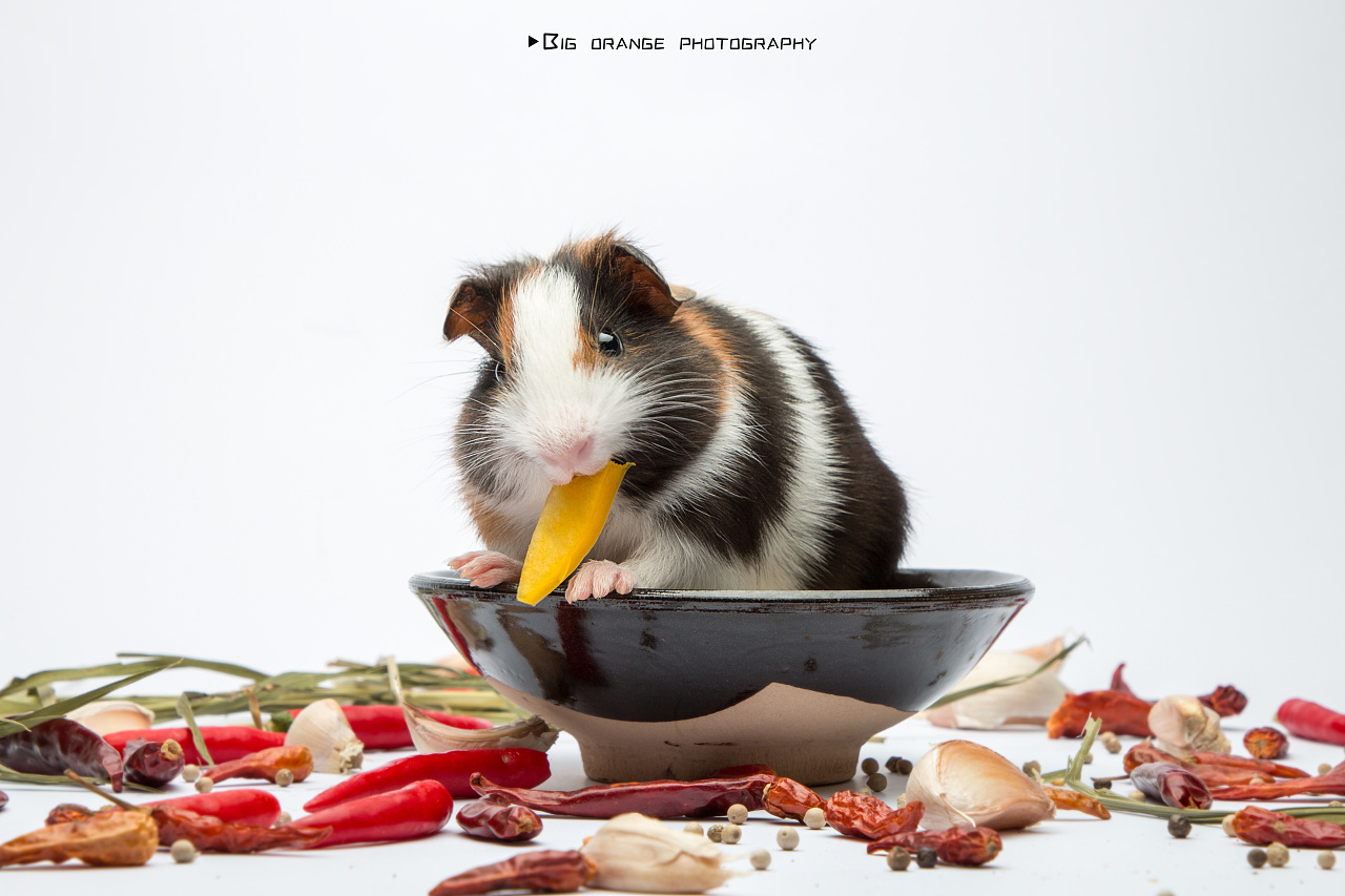 爆炒五花肉萌猪写真