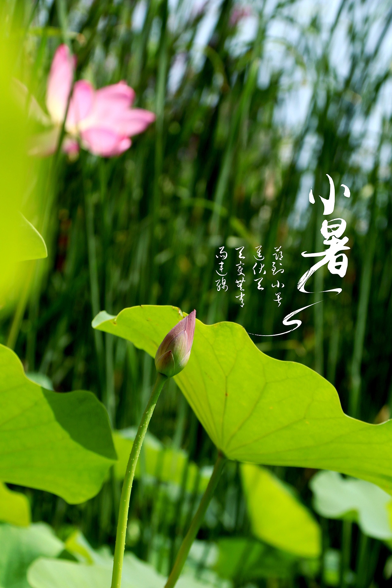 小镇生活（图ZMTY5MzQxNzg0） - 风光摄影 - 站酷设计师炭笔粗细原创素材 - 站酷ZCOOL