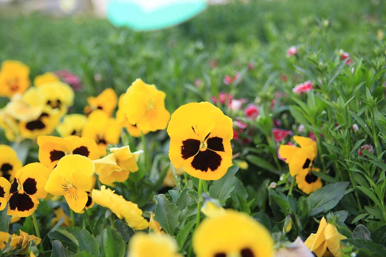 【西昌王老师摄影培训学校】日常拍摄花絮