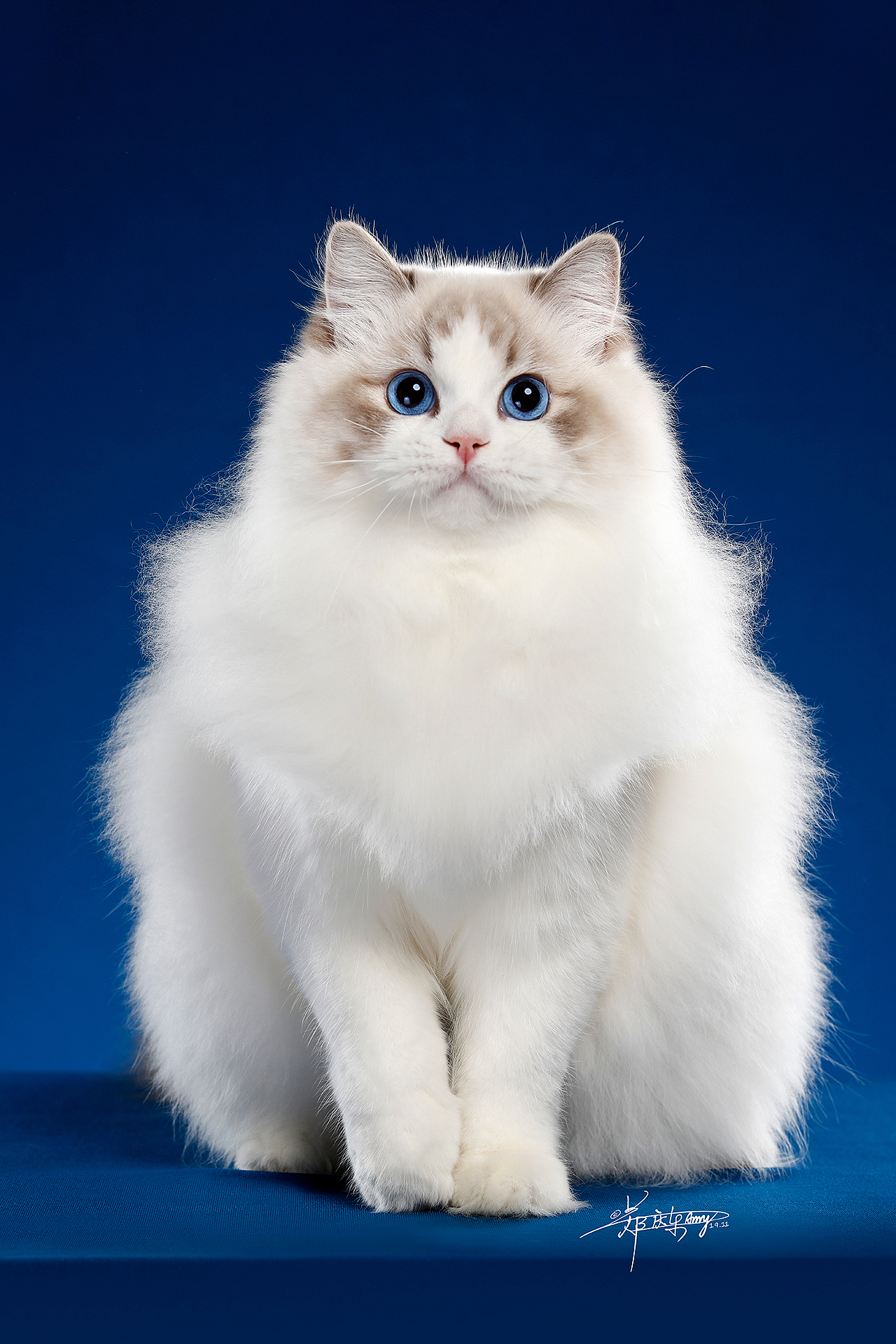 布偶猫_amyworks赛猫摄影-站酷zcool