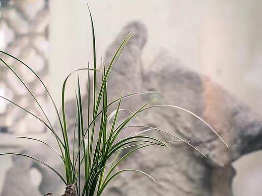 佛手·兰草
