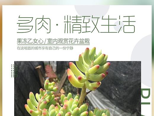 绿植详情页