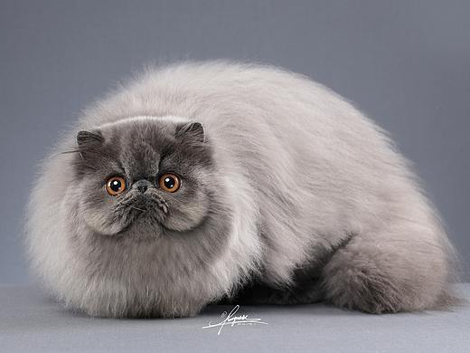 波斯猫AMYWORKS,拍摄于四川·成都