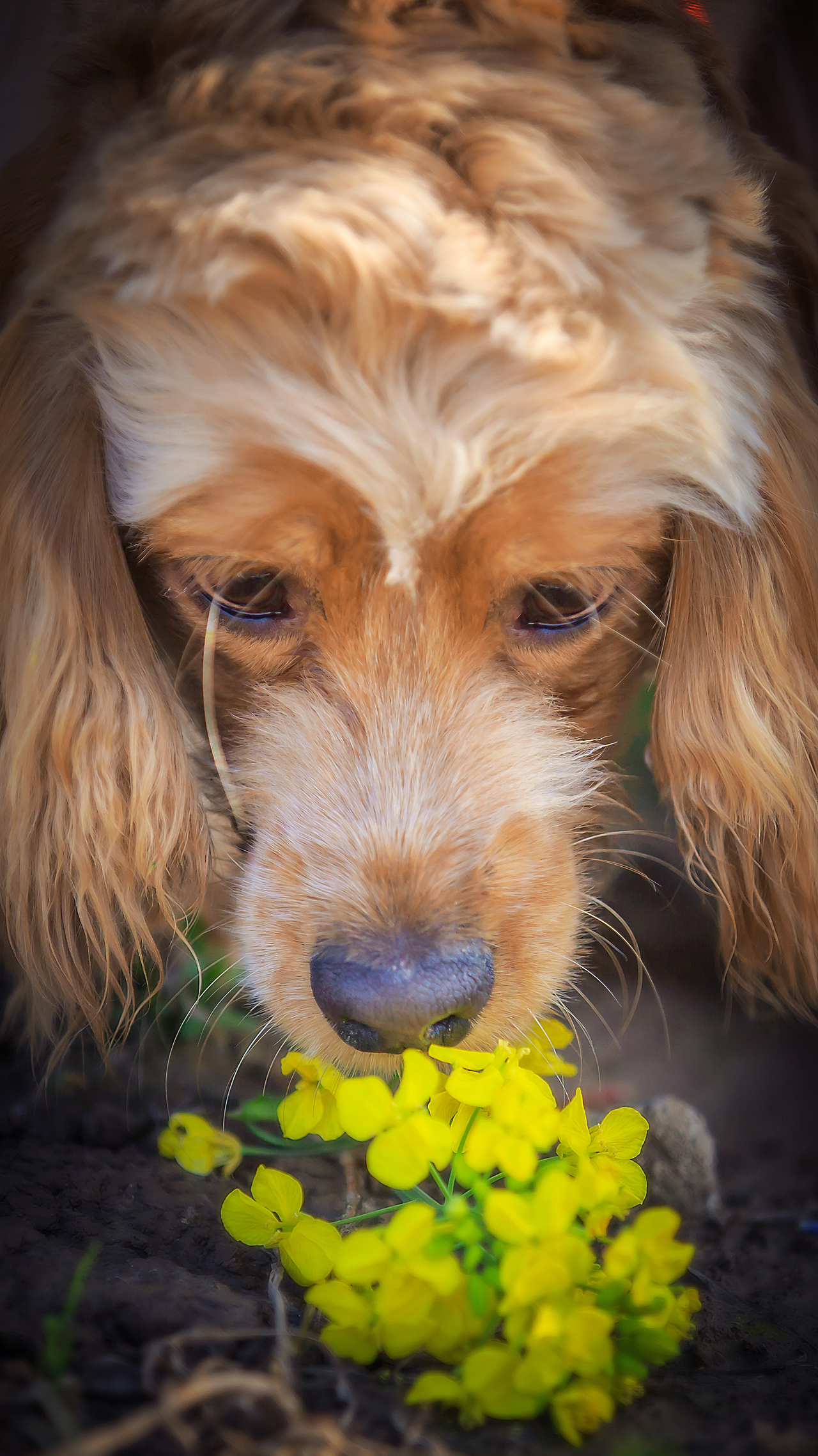 宠物摄影可卡（图ZNzU3NjY0OTI=） - 宠物摄影 - 站酷设计师向镜原创素材 - 站酷ZCOOL