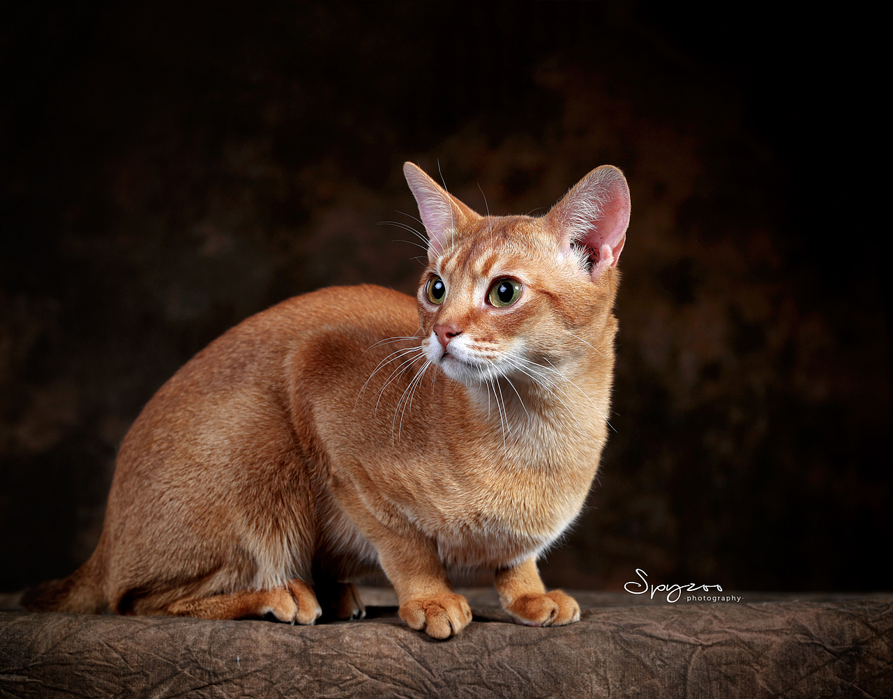 abyssinian&nbsp;阿比猫