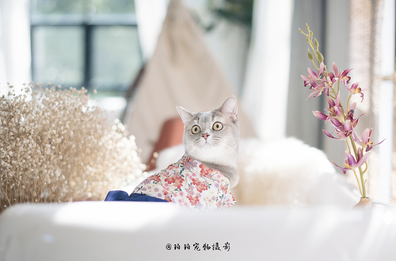 深圳宠物摄影珀珀宠物摄影 金渐层猫咪（图ZMTMyNzc0OTQ0） - 宠物摄影 - 站酷设计师珀珀视觉原创素材 - 站酷ZCOOL