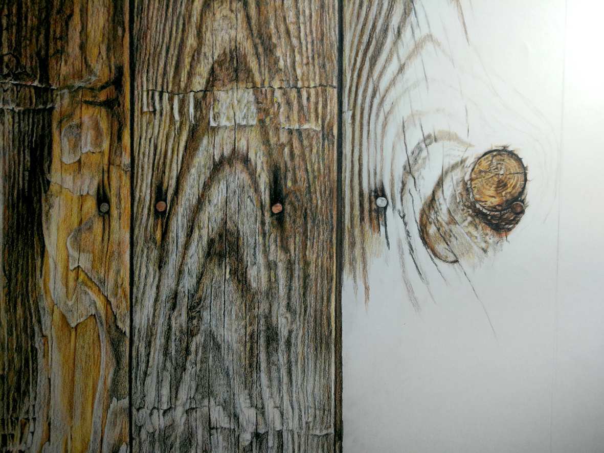 彩铅的魅力-《生命的纹理》