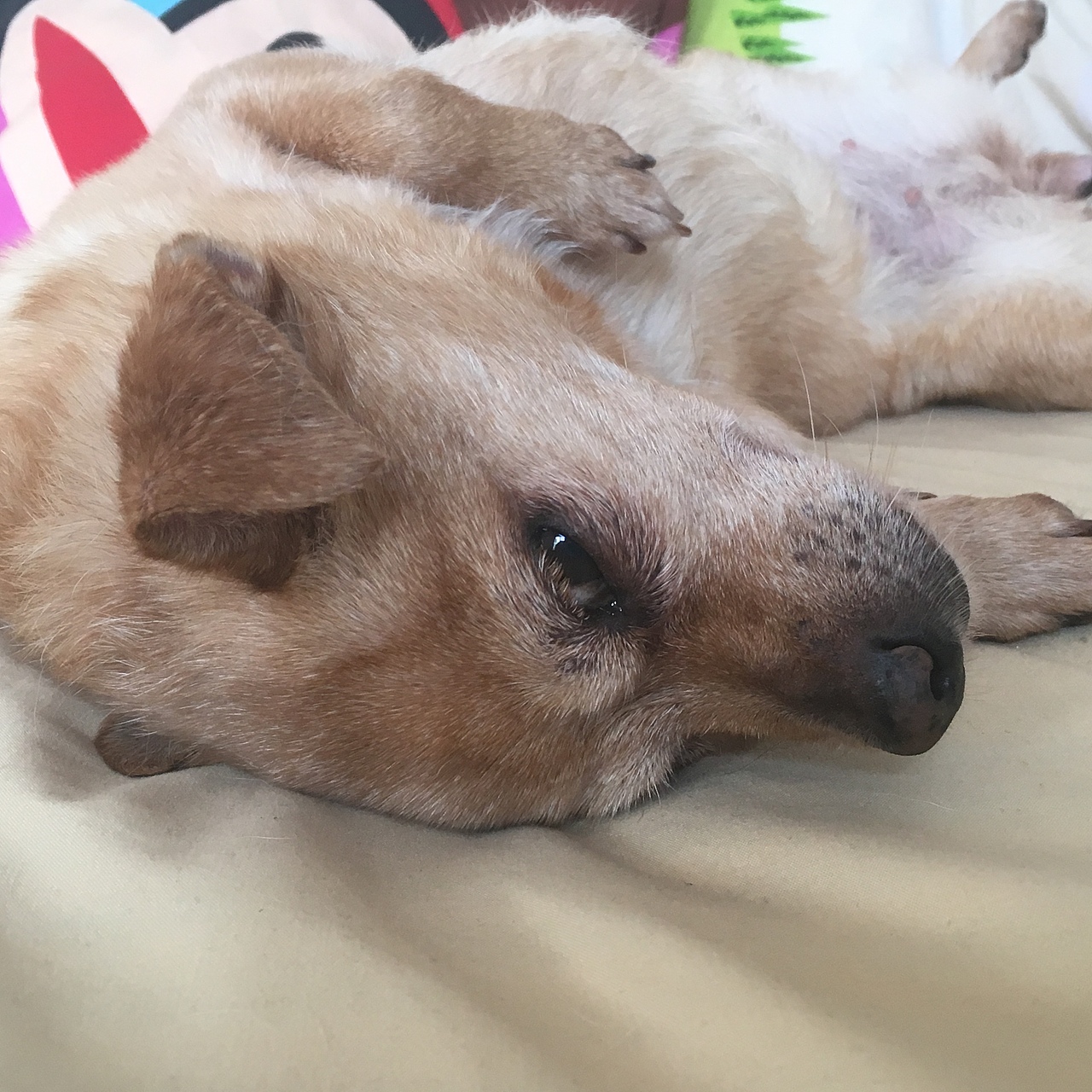 炫狗狂魔（图ZMTA1MDQ3NzEy） - 宠物摄影 - 站酷设计师NeverF原创素材 - 站酷ZCOOL