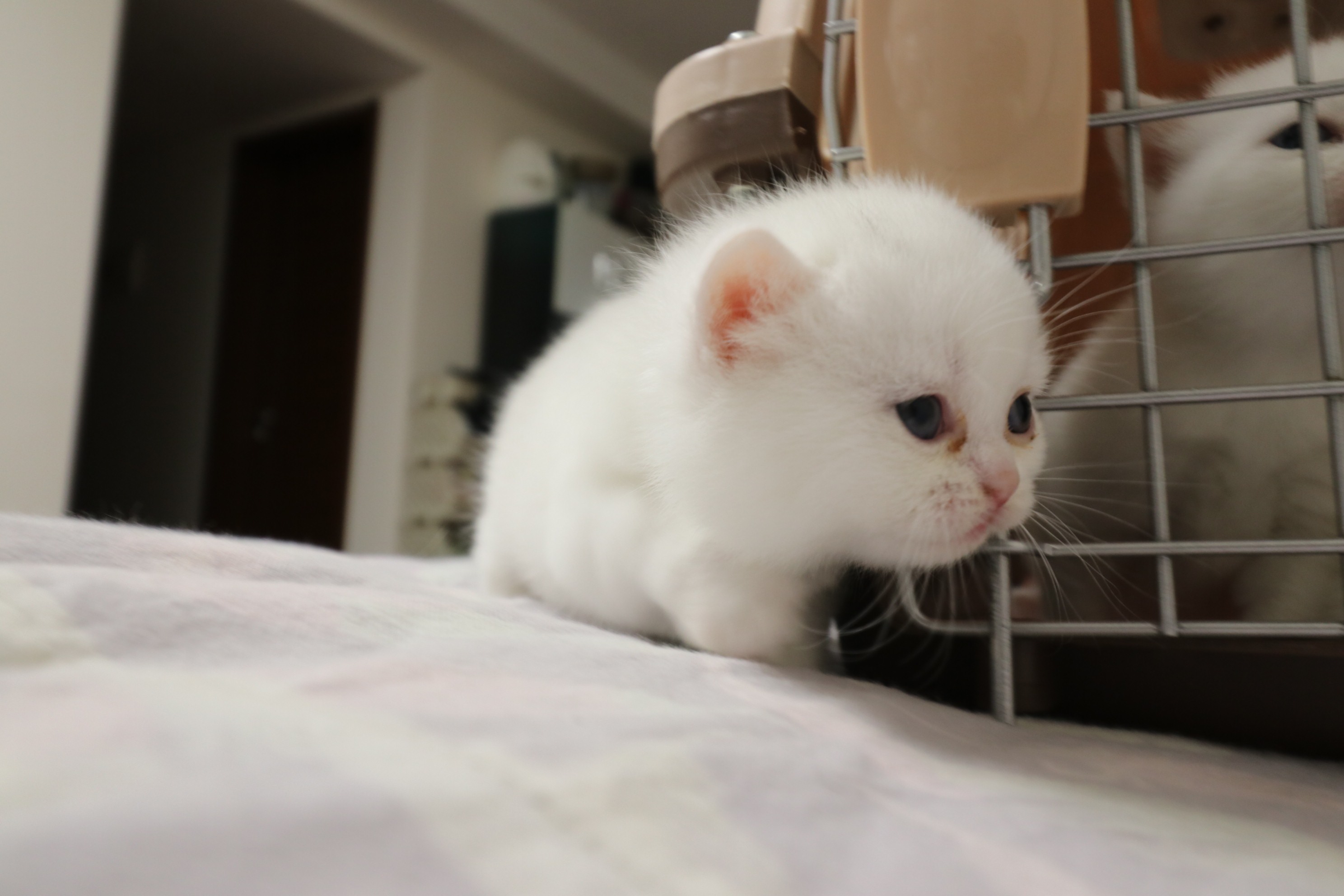 英国短尾猫白色图片
