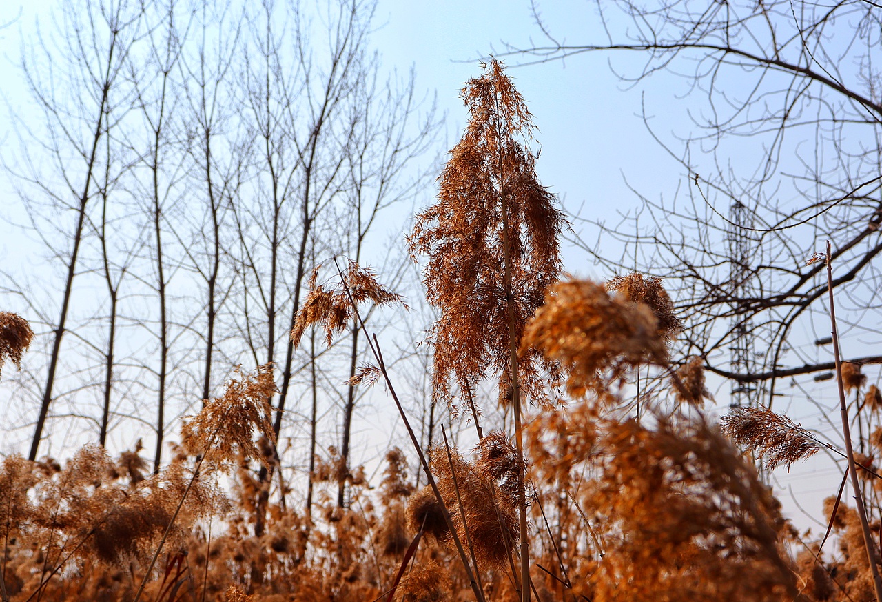 芦苇微微芦苇荡漾