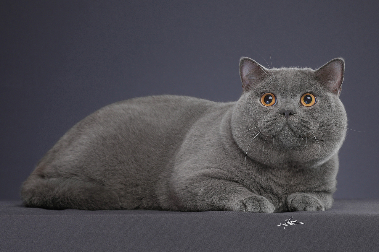 英国短毛猫amyworks探须视觉