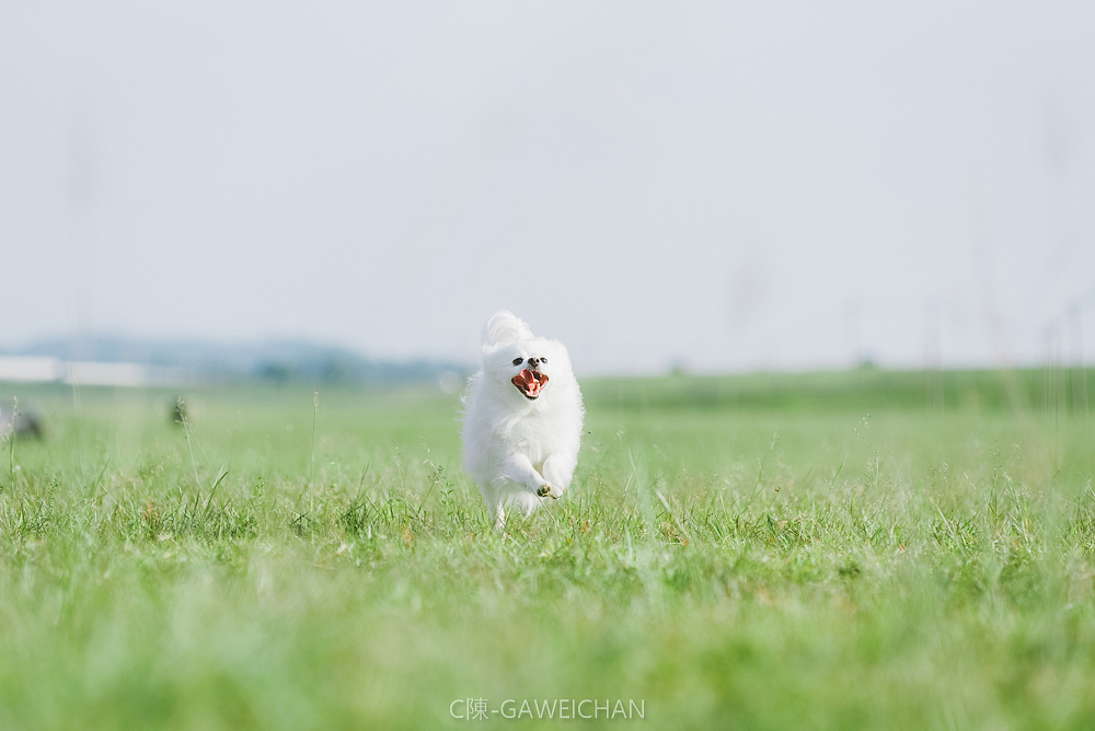 冰糖（客片）（图ZMTI0MDQxNzg0） - 宠物摄影 - 站酷设计师C陳GAWEICHAN原创素材 - 站酷ZCOOL