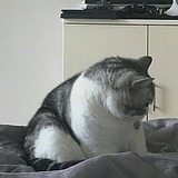 猫知道错了的头像