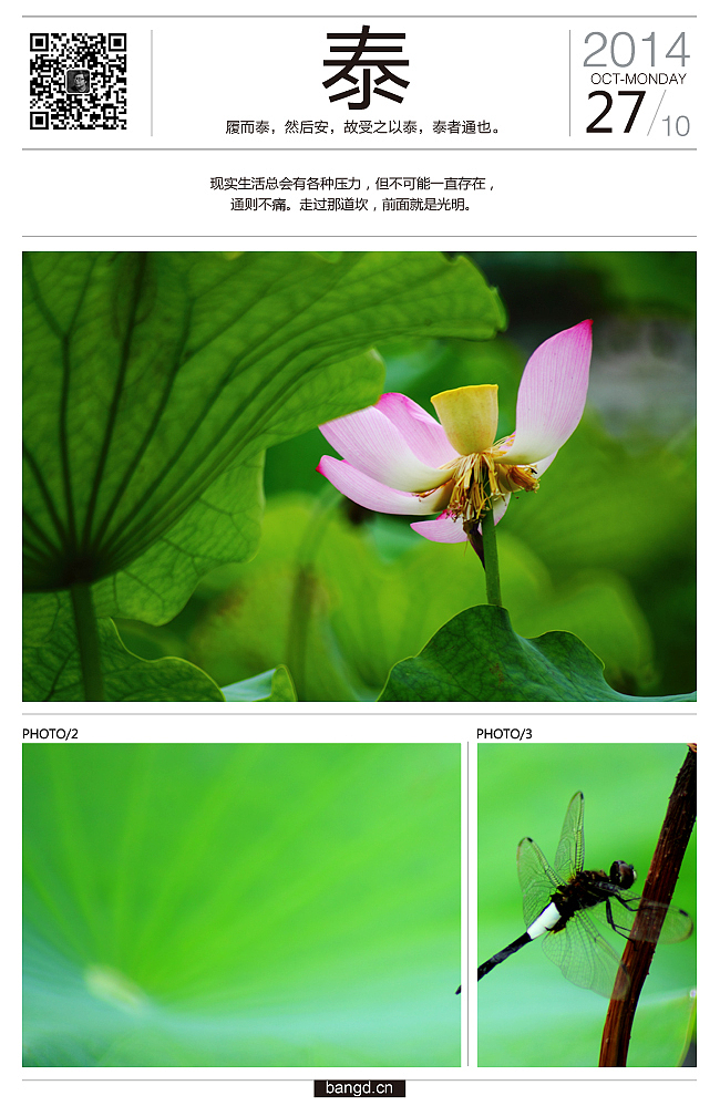 易朵莲花--《荷》摄影日记(图ZMjIxNjUxMzI=) - 风光摄影 - 站酷设计师午夜红茶原创素材 - 站酷ZCOOL