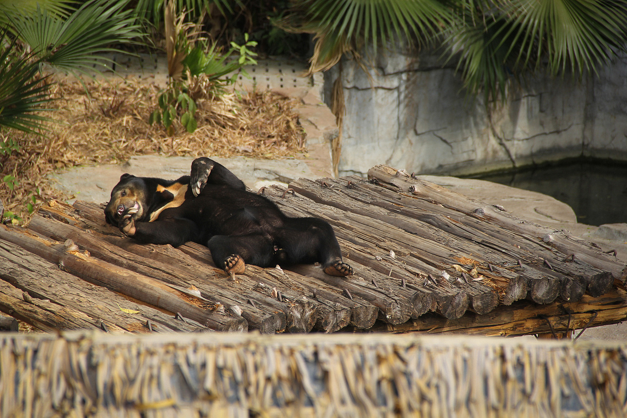 万物可爱（图ZMTk5OTY3NTc2） - 宠物摄影 - 站酷设计师小红帽JN原创素材 - 站酷ZCOOL