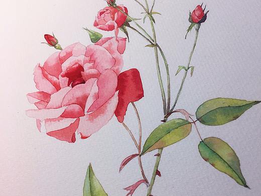 水彩（个人主页-ZMjU4MzQ3NTY=） - 创作习作 - 站酷设计师燕子chloe原创素材 - 站酷ZCOOL