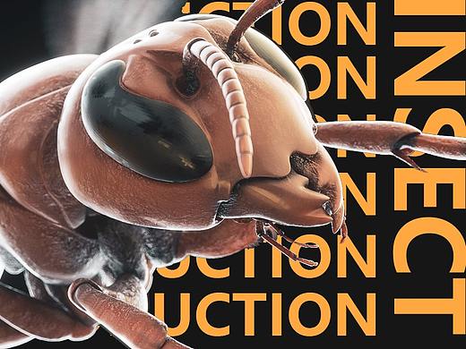 INSECT | REPRODUCTION