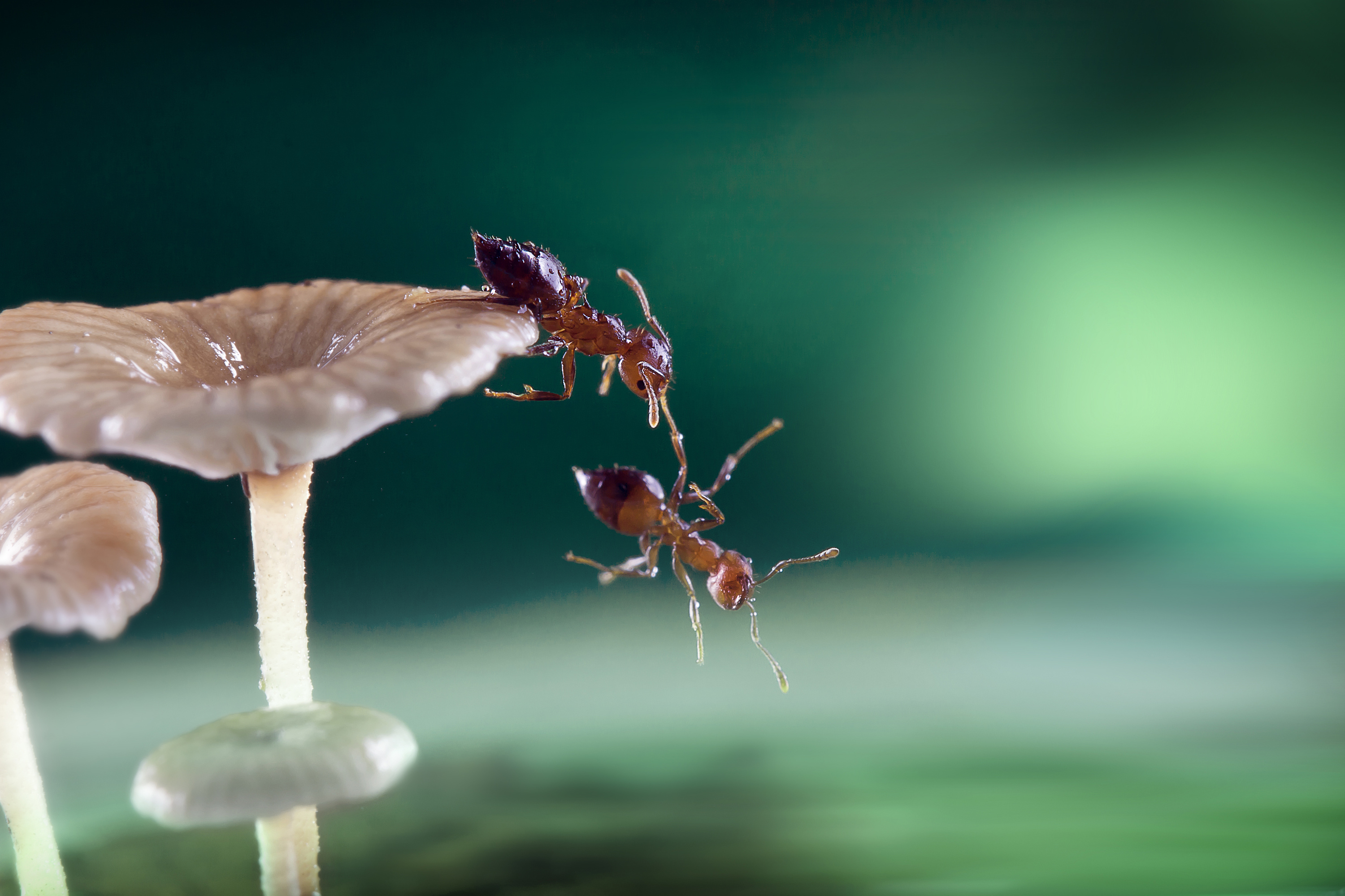 唯美微距|摄影|风光摄影|司马摄影_原创作品-站酷(zcool)