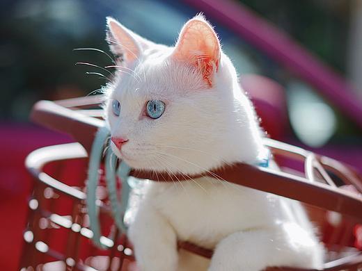《遛猫吖》米吸摄影
