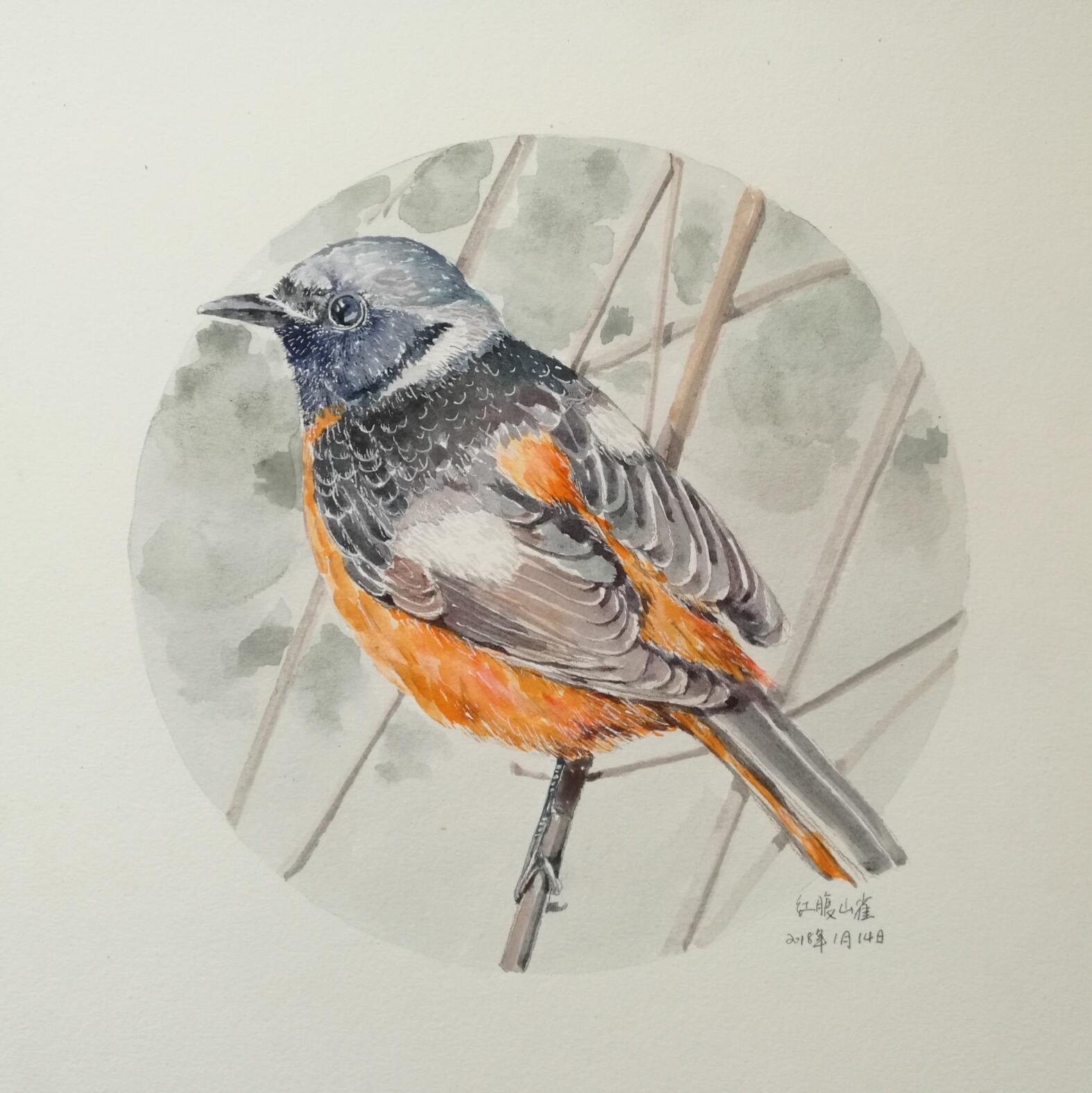 水彩画鸟