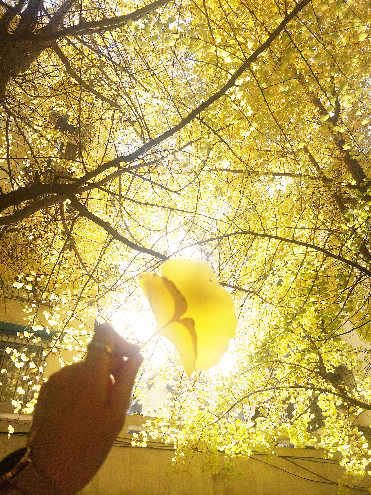 2017金黄成都（图ZOTk0ODc5MjQ=） - 风光摄影 - 站酷设计师A梁梁原创素材 - 站酷ZCOOL