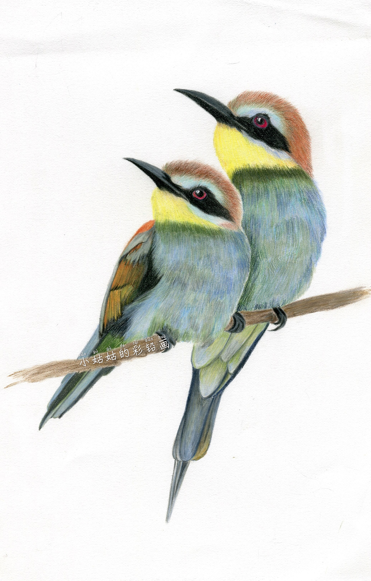 彩铅画临摹习作|插画|创作习作|小姑姑的彩铅画_临摹作品-站酷(zcool)