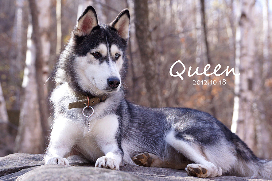 摘了项圈&nbsp;就是只狼