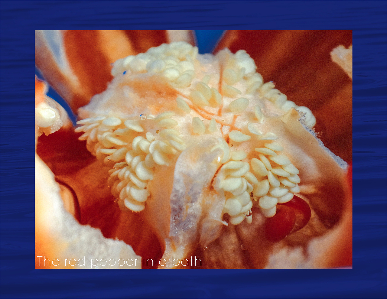 创意摄影|偷窥 沐浴的红椒（图ZMjIyNzQ3NDc2） - 产品摄影 - 站酷设计师阿潼沐原创素材 - 站酷ZCOOL