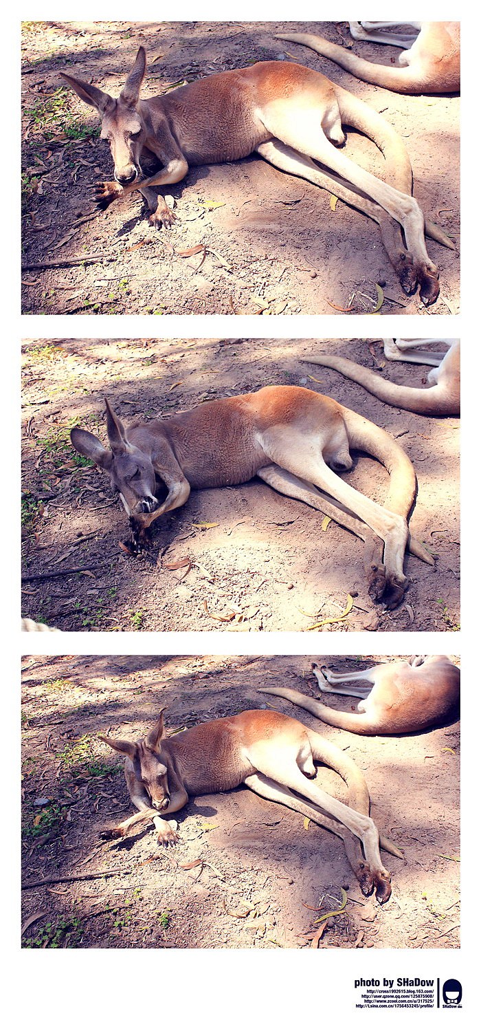 Australia&New Zealand4（图ZMjMxMjg4NA==） - 风光摄影 - 站酷设计师shadowcby原创素材 - 站酷ZCOOL