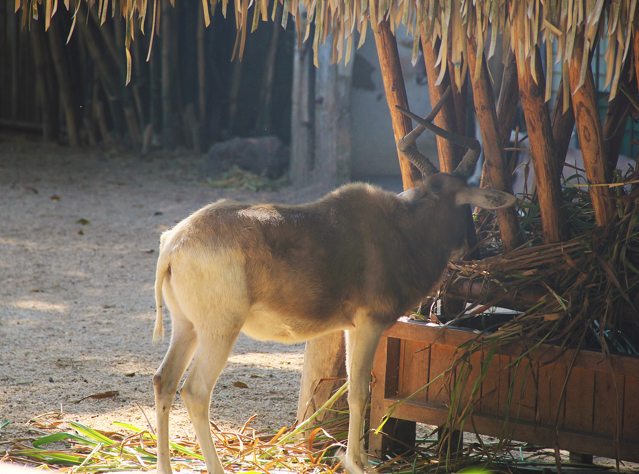 万物可爱（图ZMTk5OTY3NDky） - 宠物摄影 - 站酷设计师小红帽JN原创素材 - 站酷ZCOOL