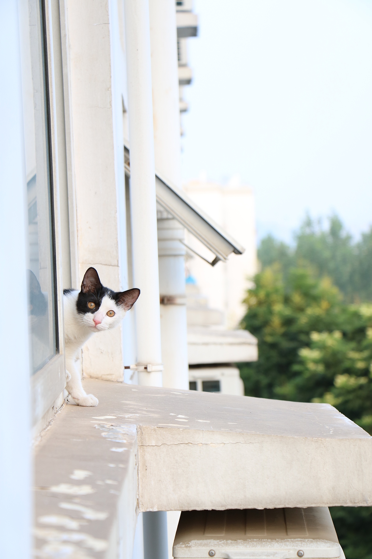 午后的猫（图ZNTk1MzU5NDQ=） - 宠物摄影 - 站酷设计师TAN键原创素材 - 站酷ZCOOL