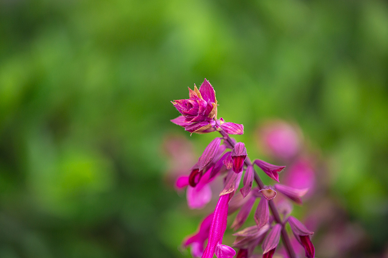 风光摄影——春天的故事1