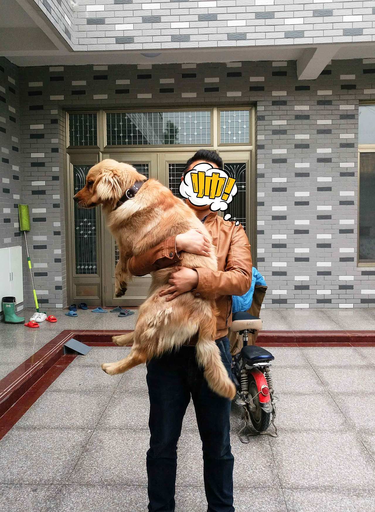 毛毛的成长史（图ZMTA1MDk1MzEy） - 宠物摄影 - 站酷设计师小惗原创素材 - 站酷ZCOOL