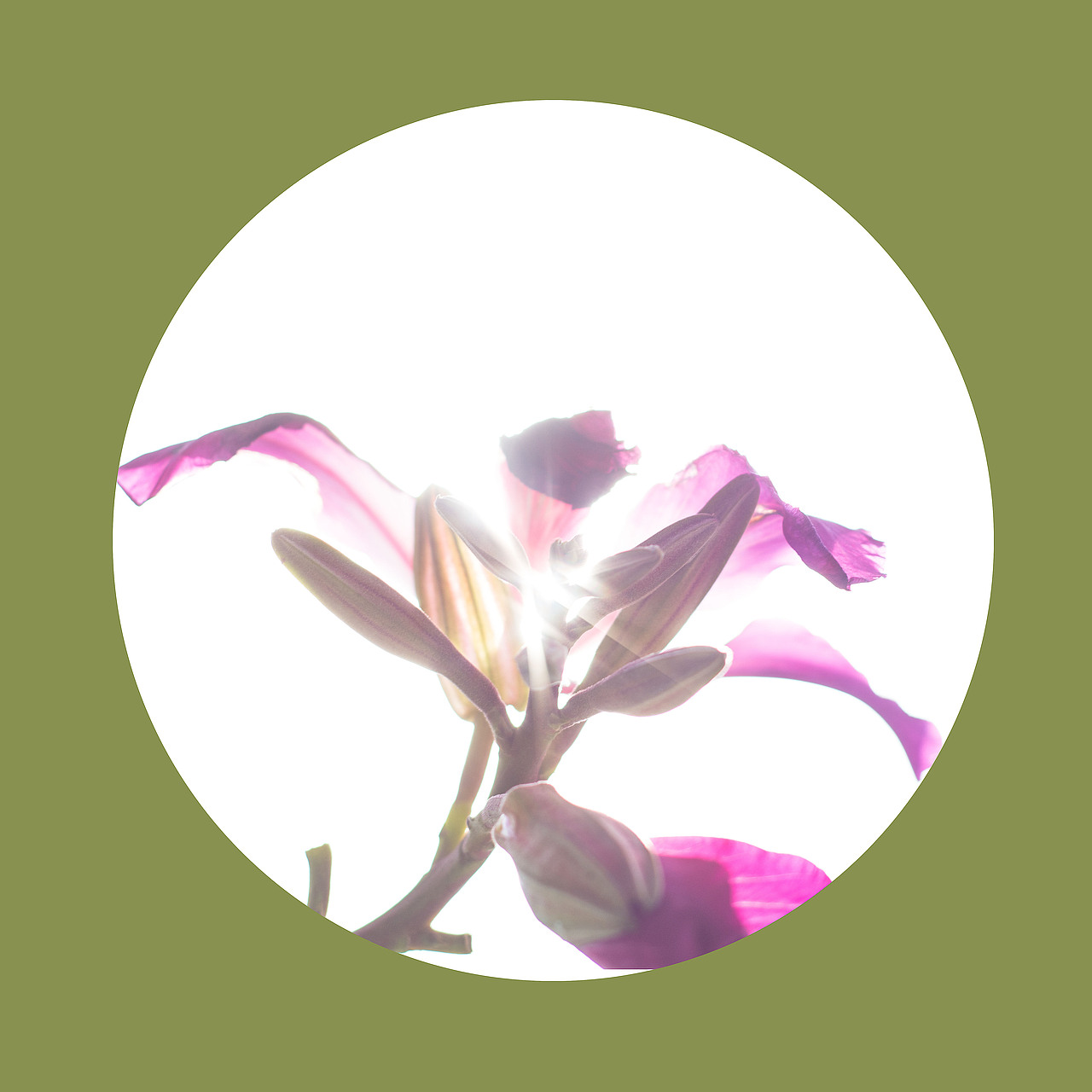 光影之下 繁花之上（图ZNjQ0OTA4NzI=） - 风光摄影 - 站酷设计师榮羽生RON原创素材 - 站酷ZCOOL