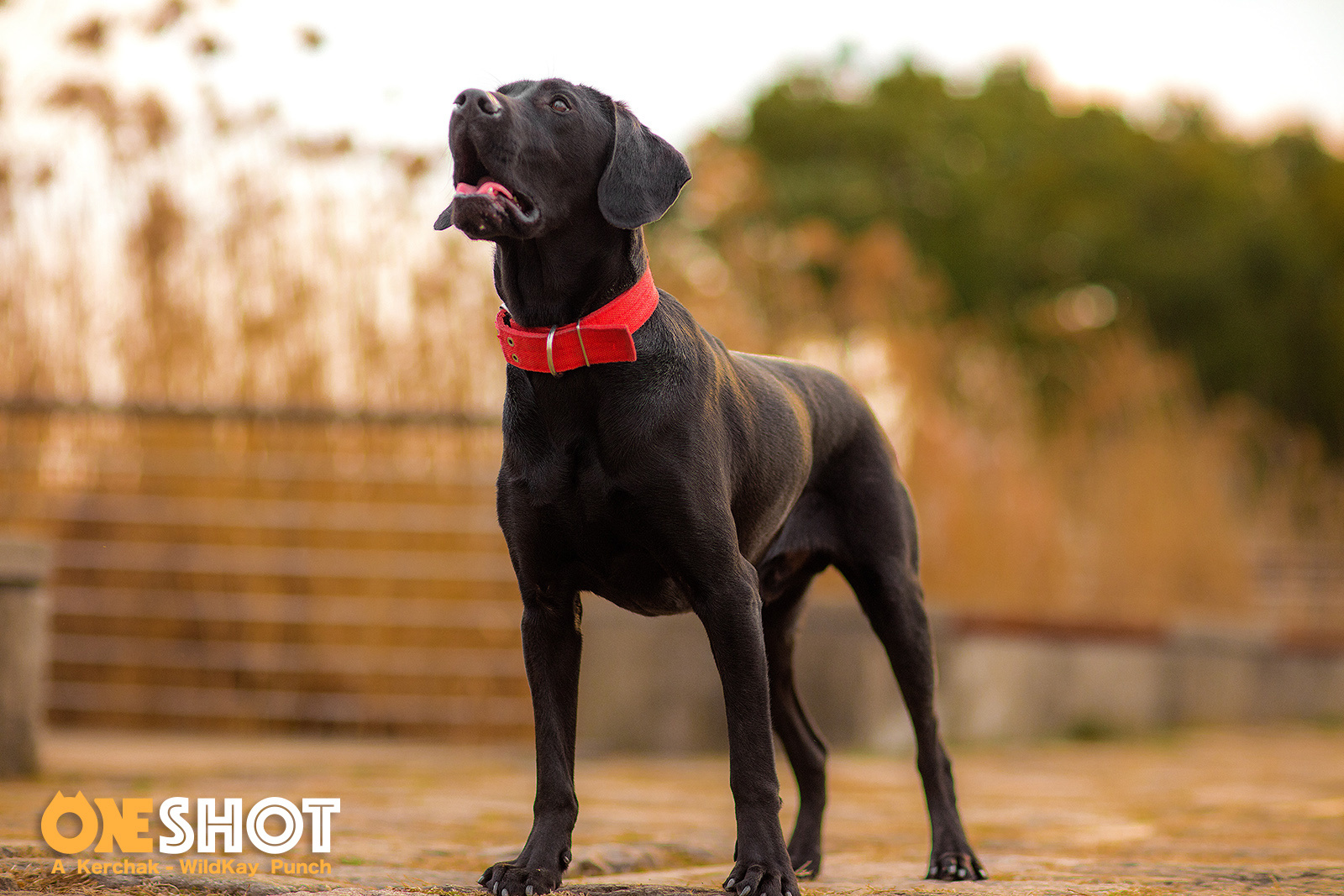 狗年魔都团 ii - 红圈狗头