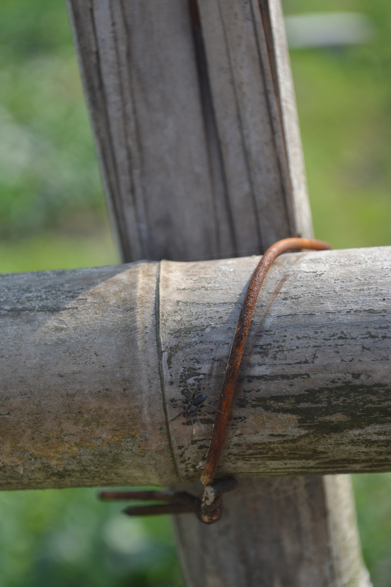 竹子特写 细节描写 竹子 竹节摄影