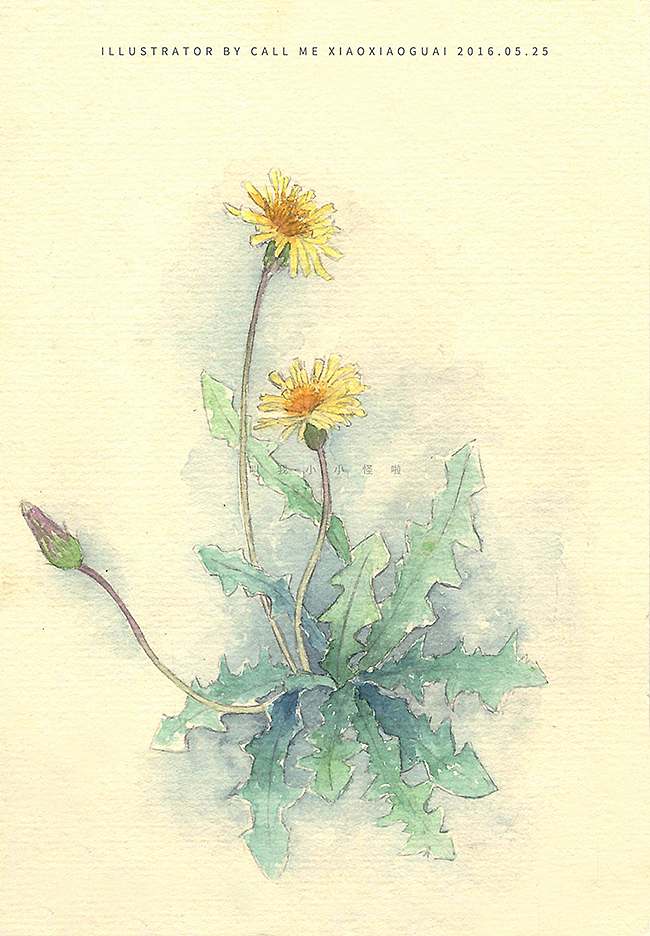 院子里的小野花