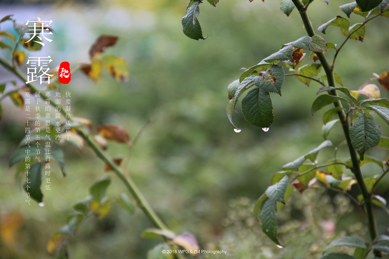 《 寒露 》