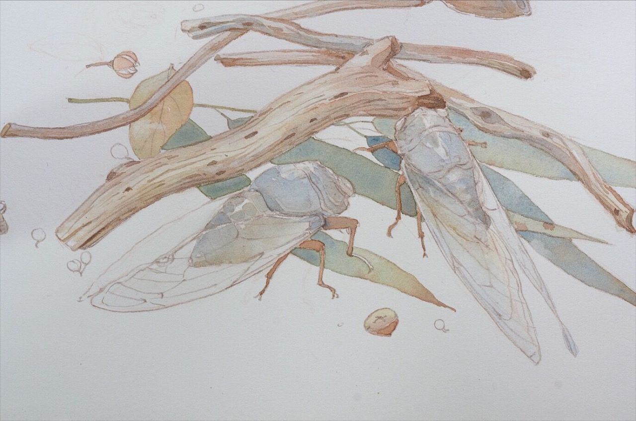 蝉- 原创作品 - 站酷(zcool)