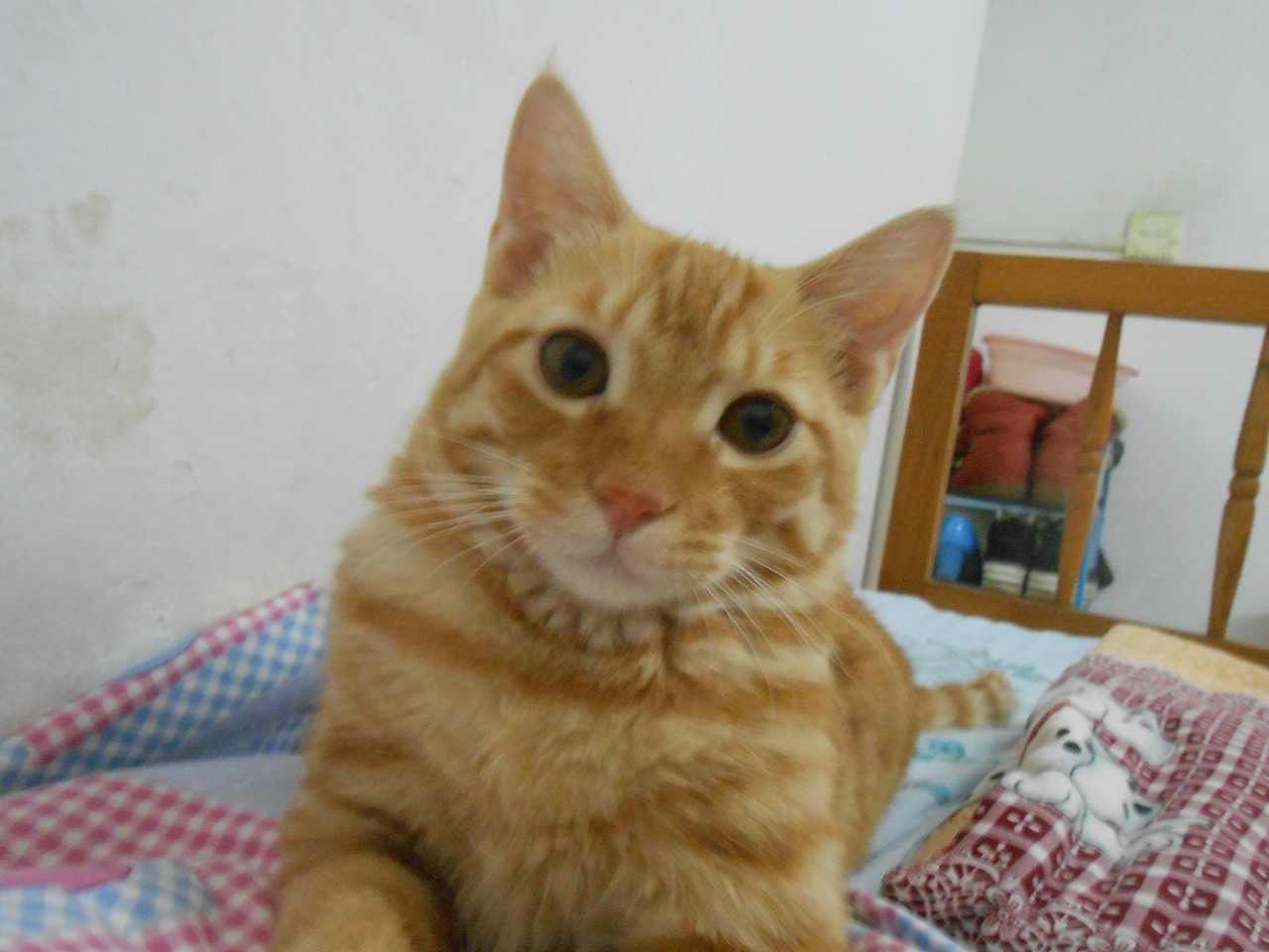 我家的猫猫(图ZMjU3NzEyNjQ=) - 宠物摄影 - 站酷设计师兰芯儿原创素材 - 站酷ZCOOL