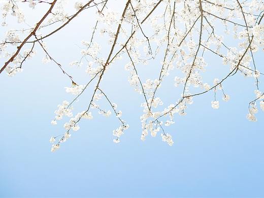 人间芳菲
