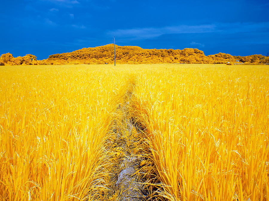 稻田成熟时期（图ZNjAxNDA0OTY=） - 风光摄影 - 站酷设计师janction原创素材 - 站酷ZCOOL