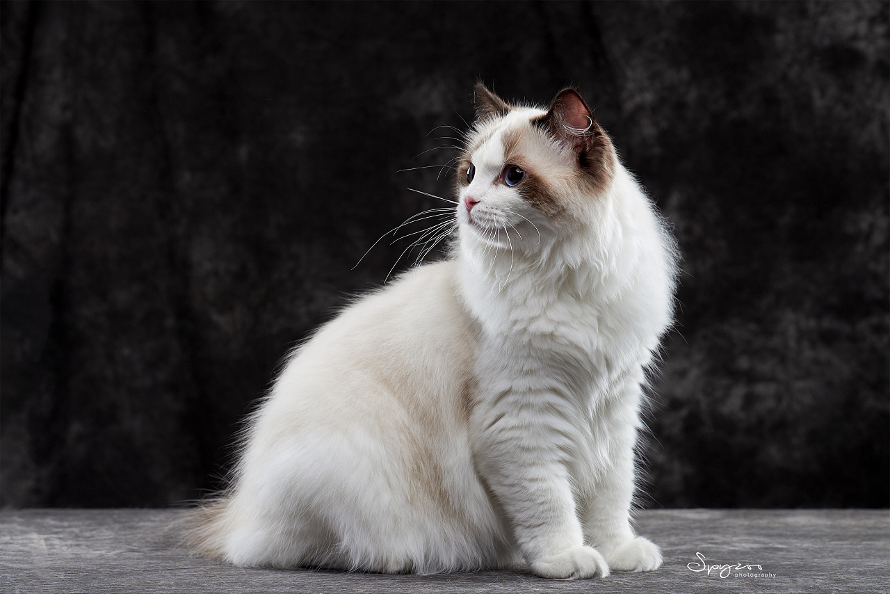 spyzoo布偶猫ragdoll天津影棚拍摄