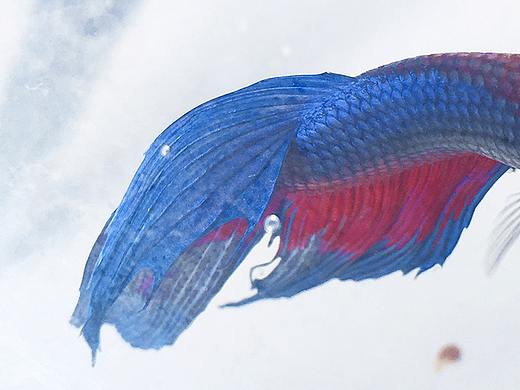 色彩斑斓的孔雀鱼