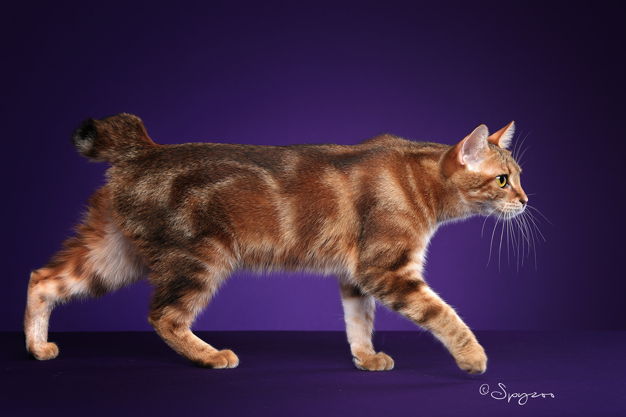 spyzoo大连wcf现场拍摄的千岛短尾猫